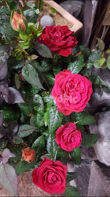 장미꽃,꽃봉우리,사랑,바탕화면,꽃,식물,자연,plants,nature,꽃,flower