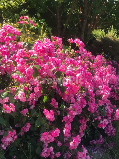 장미,꽃,분홍장미,햇살,봄,식물,자연,plants,nature,꽃,flower