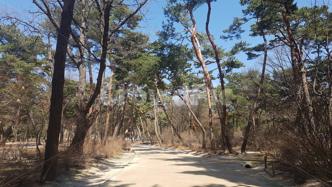 태릉,소나무,소나무숲길,산책길,초록,숲길,나무,산책로