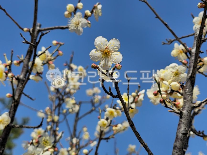 spring,white flower,petal,plum tree,japaneseapricot,flower