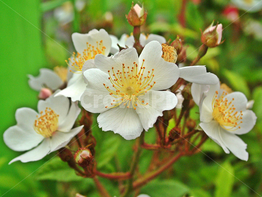 찔레꽃,찔레나무,활엽수,흰색,겹잎,토종,석산호,영실,식물,자연,plants,nature,꽃,flower