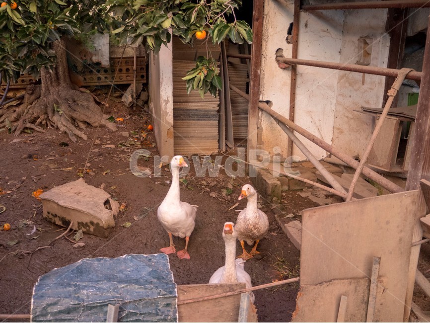시골,country,goose,거위,마당거위,감나무,동물,animal,조류,새,birds