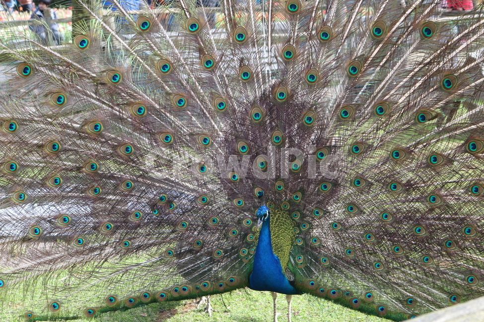 공작새,공작,peacock,새,bird,동물,animal,동물,animal,조류,새,birds