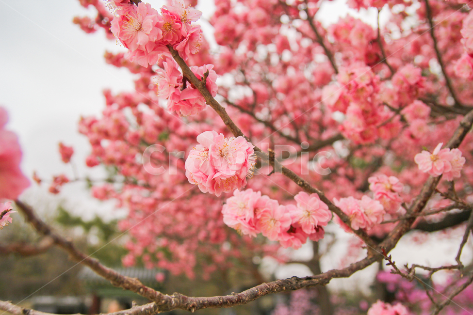 봄,홍매화,매화,매화꽃,매화나무,자연,풍경,감성사진,꽃,봄,계절,spring,season,식물,자연,plants,nature,꽃,flower,감성,sensible,feeling,plant,blossom,cherry blossom,벚꽃