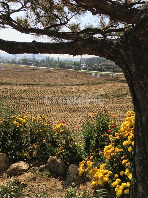 plant,식물,tree,나무,treetrunk,나무줄기,농업,농사,agriculture,farming,farming industry