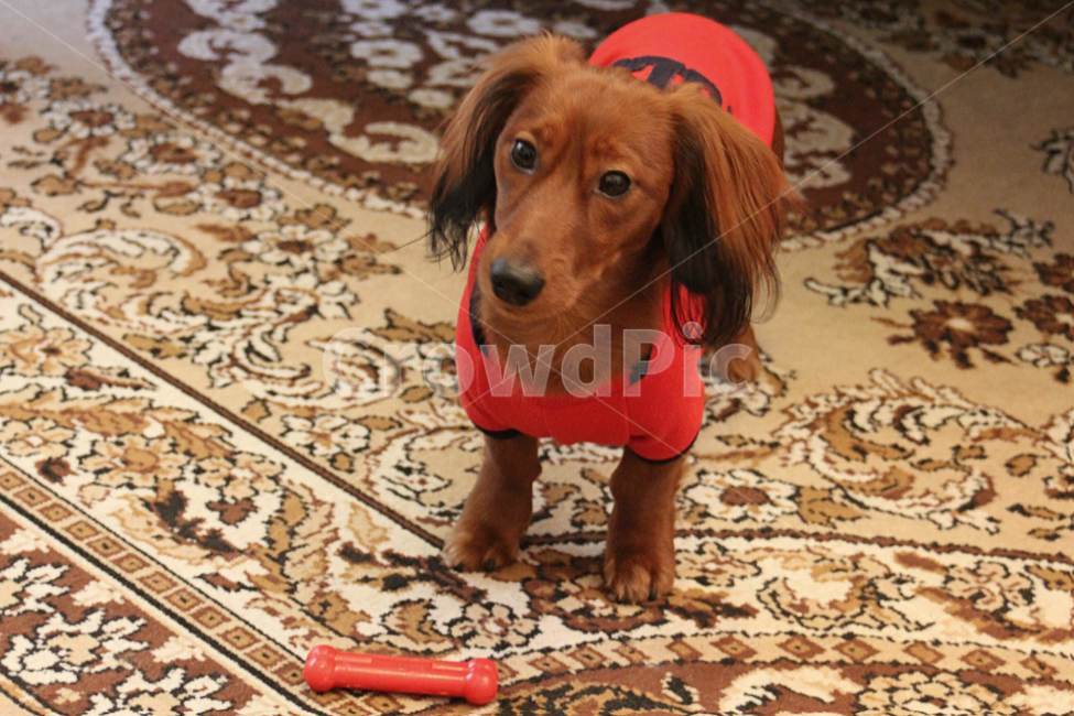 동물,animal,pet,애완동물,dog,개,의류,clothing,동물,animal,포유류,mammal,개,강아지,dog,doggy