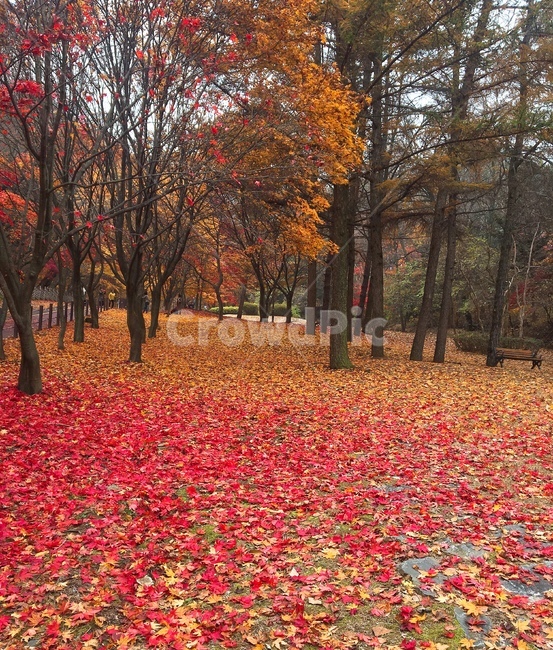 가을,단풍,등산,공원,단풍나무,가을소풍,소풍,동학사,공주,가을,계절,fall,autumn,season,plant,식물,leaf,잎,tree,나무