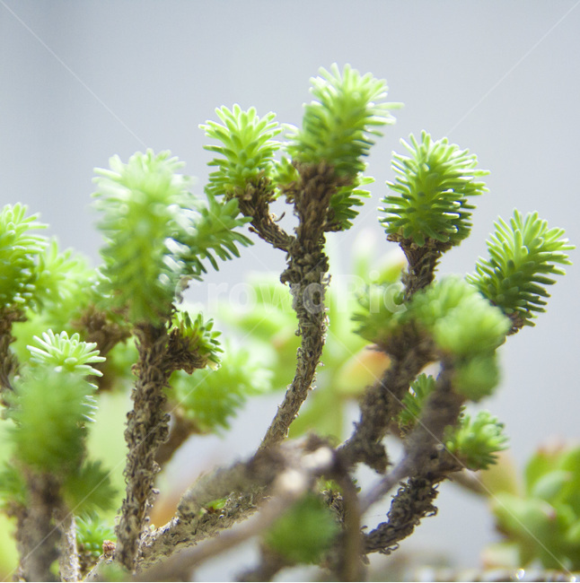 다육이,식물,화분,선인장,자연,식물,자연,plants,nature,실내용화초,화분,화초,house plant