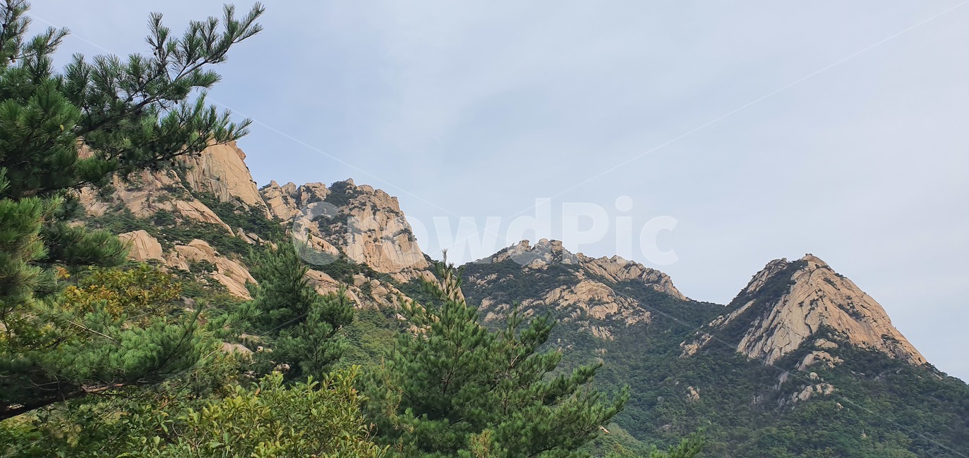 tree,나무,자연,산,등산