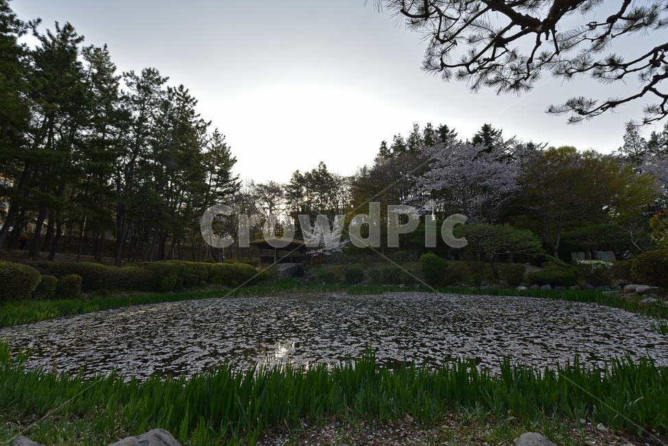 보문정,경주,보문관광단지,벚꽃,호수,작은연못,자연,풍광,경치,자연,풍경,nature,landscape,land,땅,outdoors,옥외,water,물