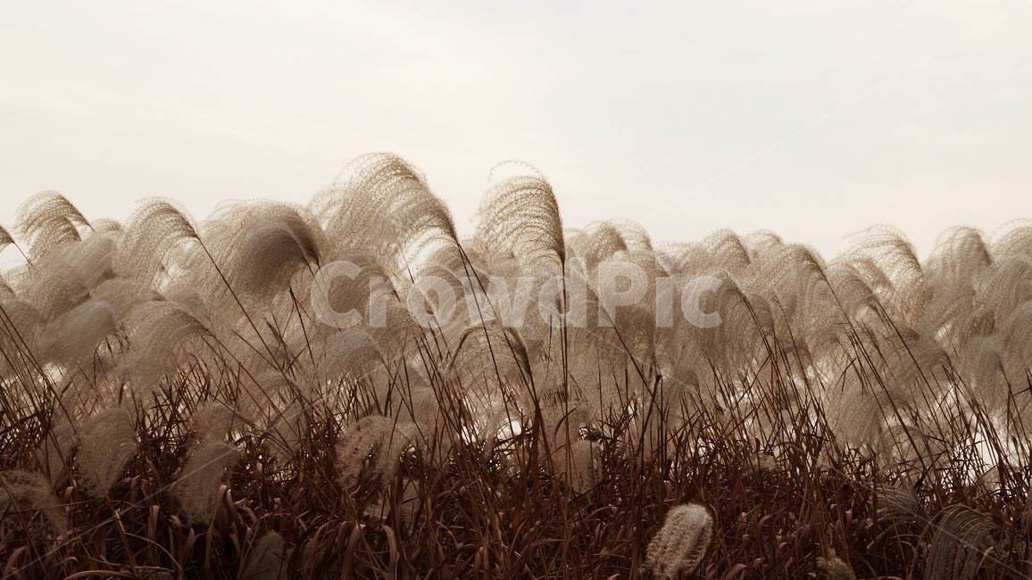 가을,가을풍경,하늘공원,갈대,억세풀,가을,계절,fall,autumn,season,식물,자연,plants,nature,grass,잔디,plant,lawn,reed