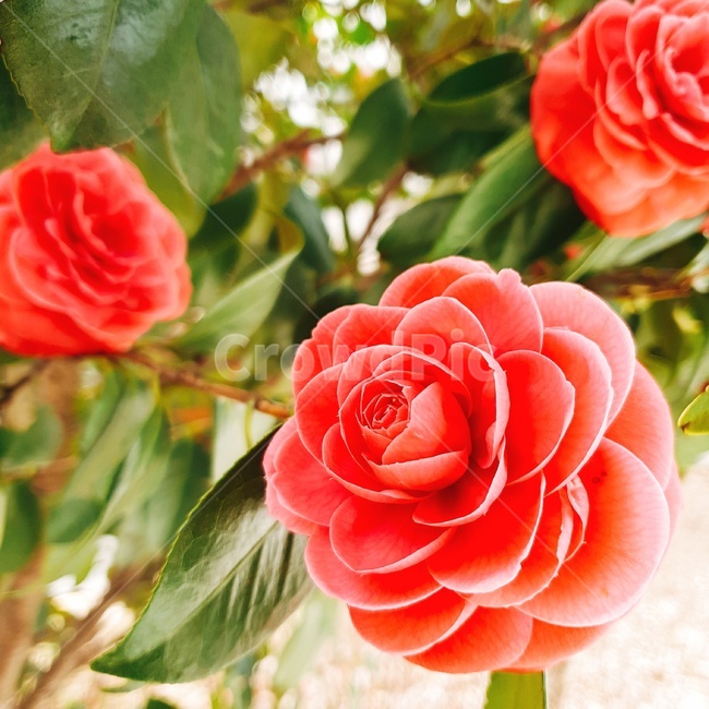 꽃,flower,plant,식물,동백,식물,자연,plants,nature,꽃,flower