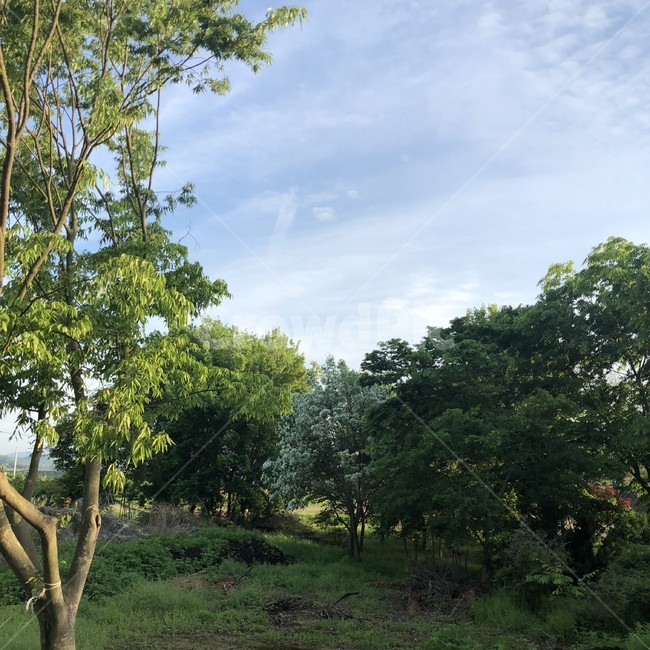 나무,하늘,tree,풀,green,초록색,파란색,하늘색,자연,풍경,nature,landscape,나무,trees,wood,plant,식물,tree trunk,나무 줄기