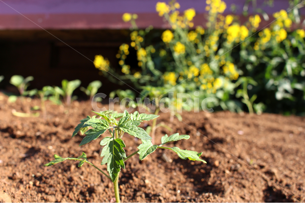 토마토잎사귀,아침,노란꽃,흙,마당,생명력,tomatoleaf,morning,soil,yard