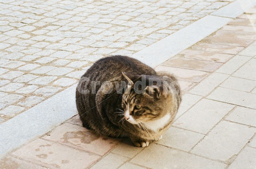 고양이,cat,동물,길고양이,kitty