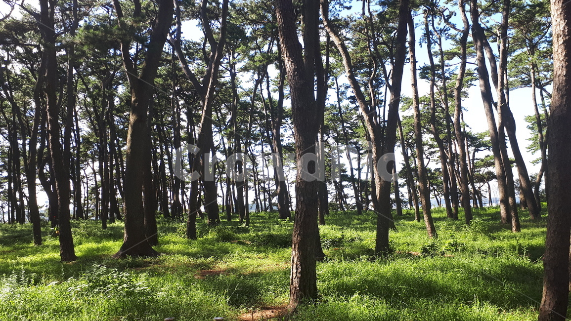 plant,식물,tree,나무,숲
