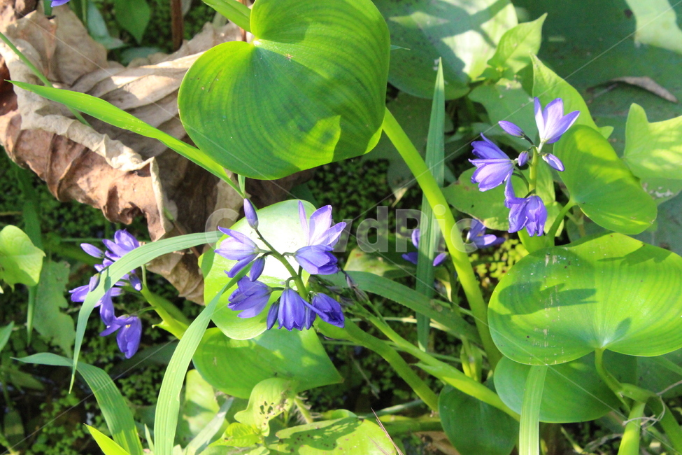 보라색꽃,잎,들꽃,시들음,싱싱함,식물,자연,plants,nature,꽃,flower