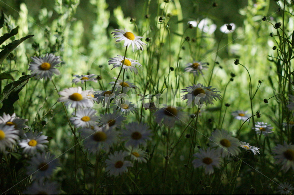 마가렛꽃,봄,흰색,풍경,꽃,빛,식물,자연,plants,nature,꽃,flower