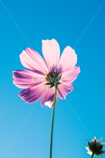 코스모스,하늘,감성,감성사진,코스모스밭,가을,계절,fall,autumn,season,식물,자연,plants,nature,꽃,flower,감성,sensible,feeling,색깔,색상,색채,색감,color sense,color sensitivity,feeling of color,plant,daisy,데이지,daisies,blossom