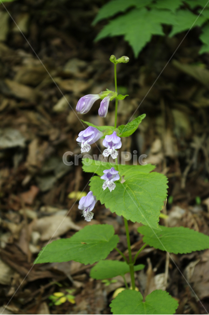 꽃,식물,숲,flower,plant,식물,자연,plants,nature,꽃,flower