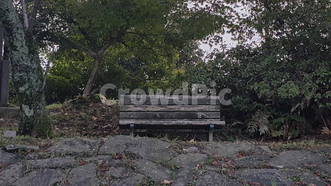bench,벤치,숲,나무,자연,일본