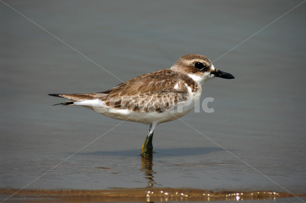 습지,새,철새,갯벌,생태,동물,animal,조류,새,birds