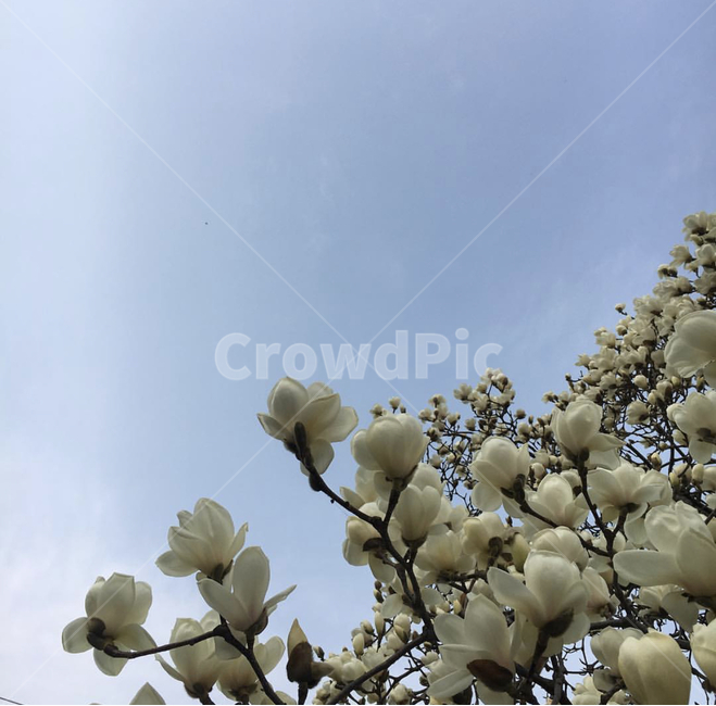 목련,하늘,꽃,봄,자연,풍경