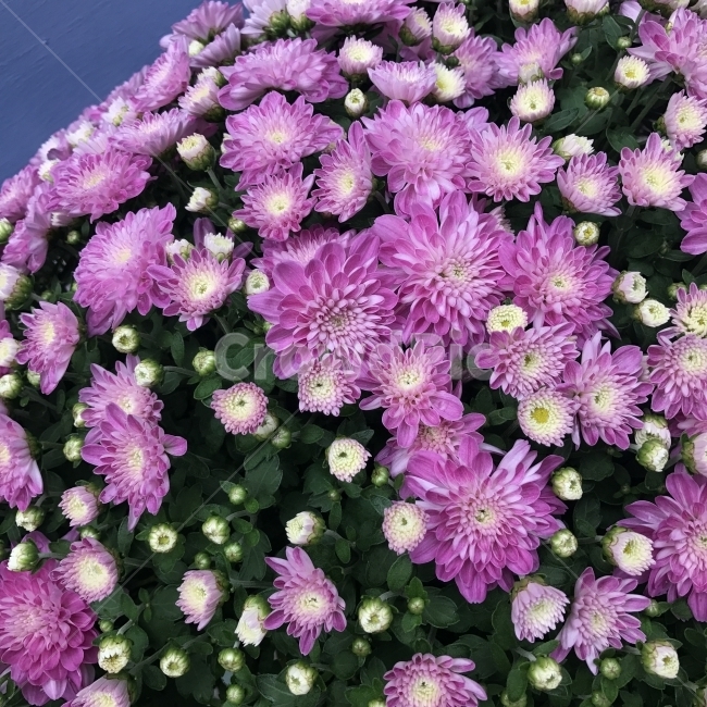 국화,소국,Dendranthema,국화과,쑥갓속,여러해살이풀,보라국화,보라꽃,Chrysanthemummorifolium,소륜종,원예용,절화,약용,약재,꽃,식물,Flower,식물,자연,plants,nature,꽃,flower