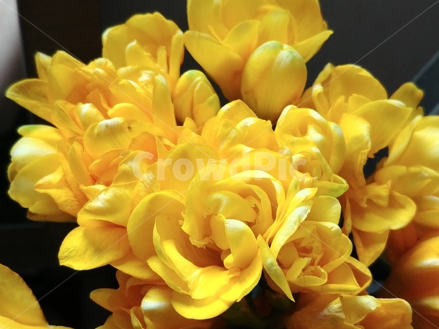 꽃,노란색,flower,freesia,프리지어,식물,자연,plants,nature,꽃,flower