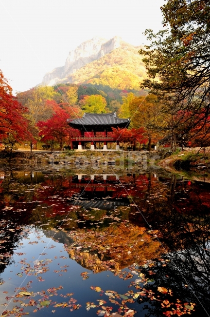 백양사,가을,단풍,사진출사지,내장산,여행,가을,계절,fall,autumn,season,자연,풍경,nature,landscape,한국자연풍경,한국자연경관,korea nature landscape,한국전통,한국문화,korean traditional,korean culture