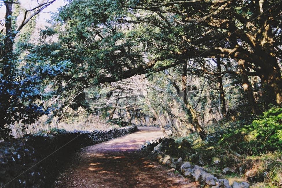 산책로,소나무,그늘,제주도,trail,pinetree,자연,풍경,nature,landscape,plant,식물