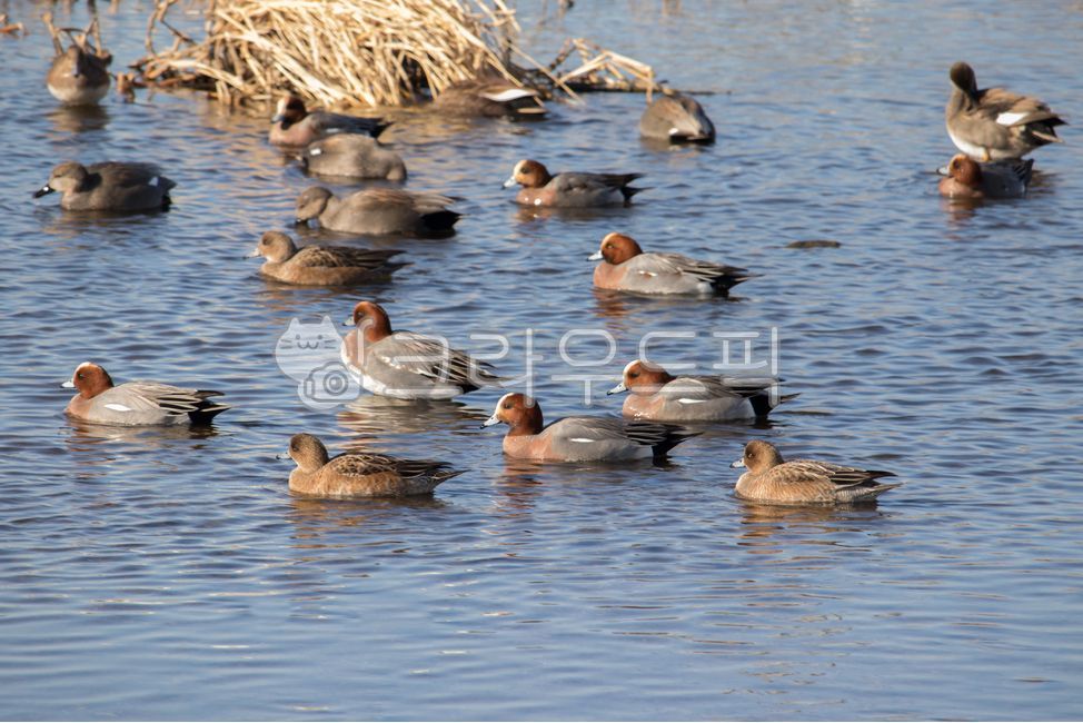 feather,redheaded duck,beak,ecosystem,wild animals,eurasianwigeon,europeanwigeon,duck,feathers,bird,drake,animals,female,group,natural,water,waterfowl,river water,animal,wing,swim,male,red head duck,flock,plumage,birds,wild birds,swimming,River,wildlife,n
