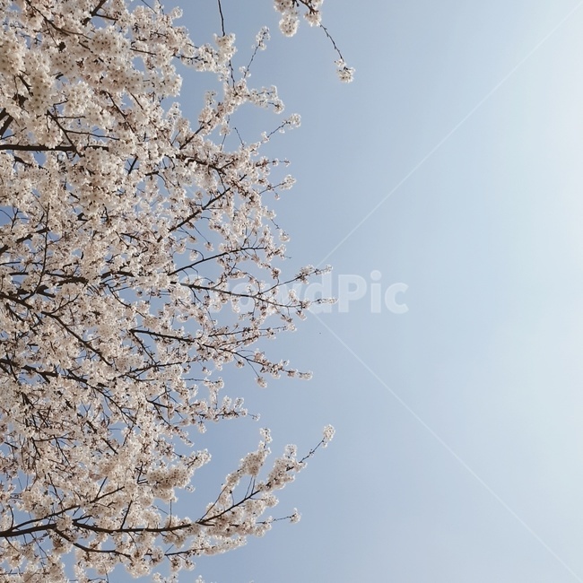 꽃,벚꽃,4월,분홍꽃,예쁜꽃