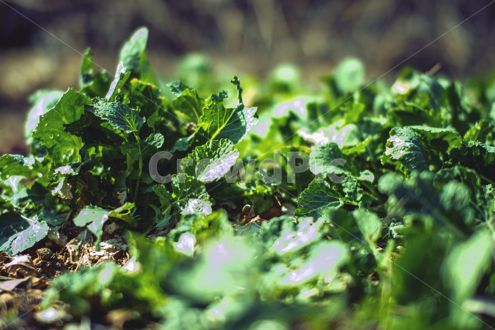 채소,녹색,쌈,먹거리,무농약,땅,봄,봄,계절,spring,season,식물,자연,plants,nature,potted plant,화분,vase,병 장식,jar,항아리,pottery,도기류,plant,herbs,허브,planter,파종기,mint,민트