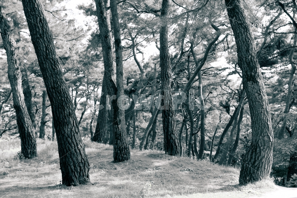 소나무,숲,흑백,산속,자연풍경,숲속,공기,자연,풍경,나무,자연,풍경,nature,landscape,식물,plants,나무,trees,wood,흑백,모노톤,monochrome,black and white,tree,plant,tree trunk,나무 줄기