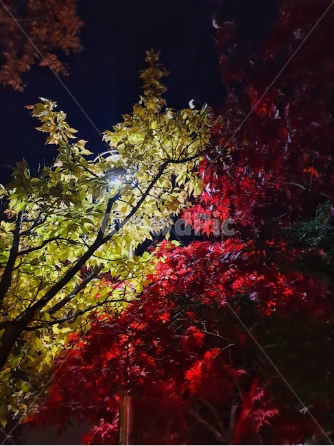 leaf,잎,plant,식물,tree,나무,maple,단풍,가을,계절,fall,autumn,season