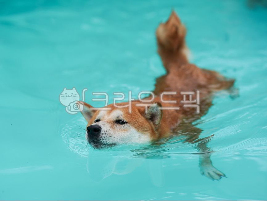 pool,wonderful,cute,water,outdoor,Pets,swimming,shibainu,outdoors,puppy,swimming pool,Shiba Inu,animal,pet dog,mammalia,dog,pet,swim