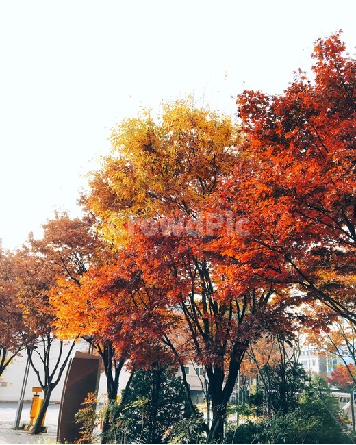 단풍,나무,자연,풍경,색,색채,가을,계절,fall,autumn,season,식물,자연,plants,nature,나무,trees,wood,tree,plant,maple
