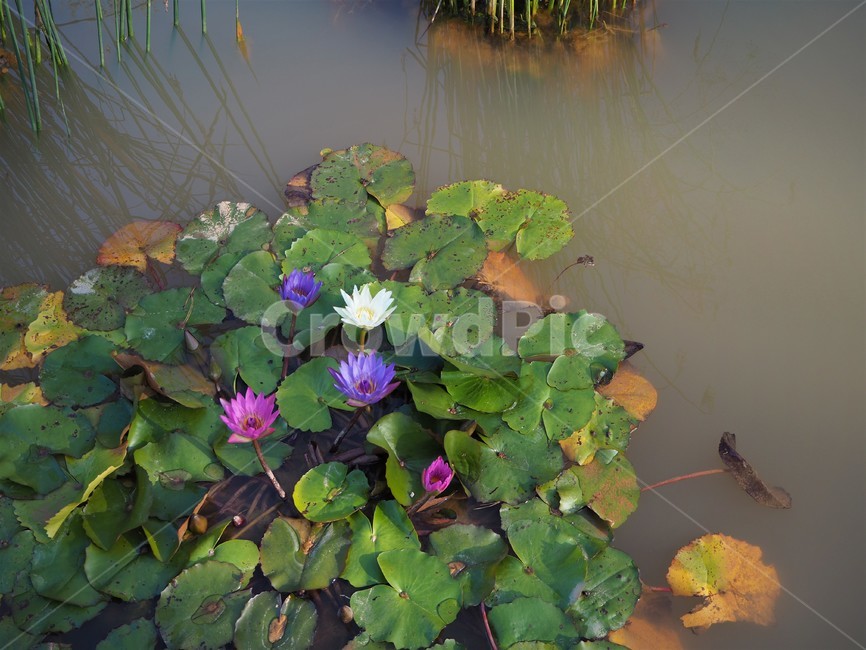 대구수목원,nature,자연,outdoors,물,water,연꽃,물가,연못