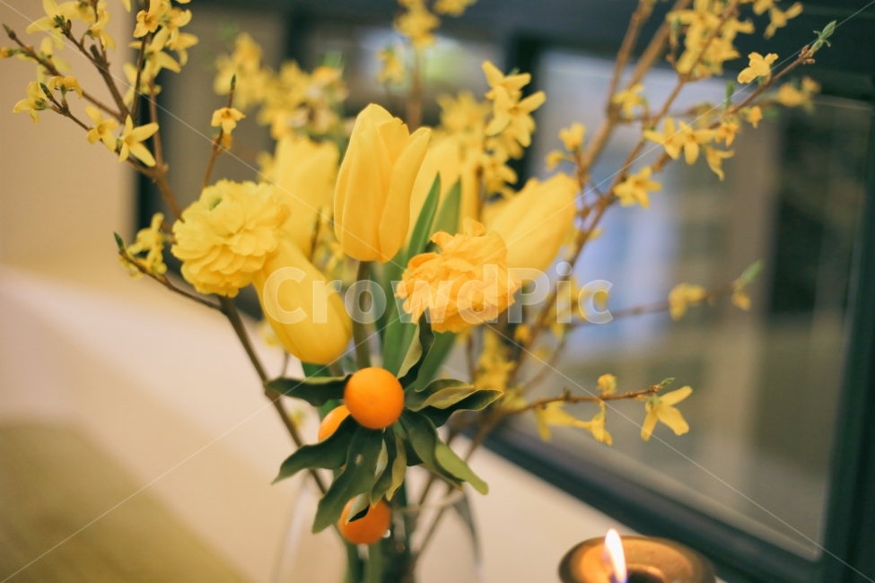 카페,인테리어,꽃,생화,노란색,노랑,yellow,실내,소품,촬영,스냅,감성,감성사진,일상,빛,그림자,느낌,분위기,겨울,봄,기다림,감정,표현,romantic,spring,korea,제주,제주카페,카페인테리어,제품,창문,식물,자연,plants,nature,꽃,flower,실내용화초,화분,화초,house plant,감성,sensible,feeling,인테리어,실내디자인,interior design