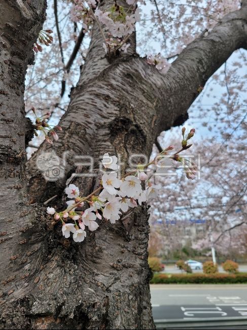 cherry blossom tree,Cherry Blossom,cherry blossom tree trunk,tree,flower