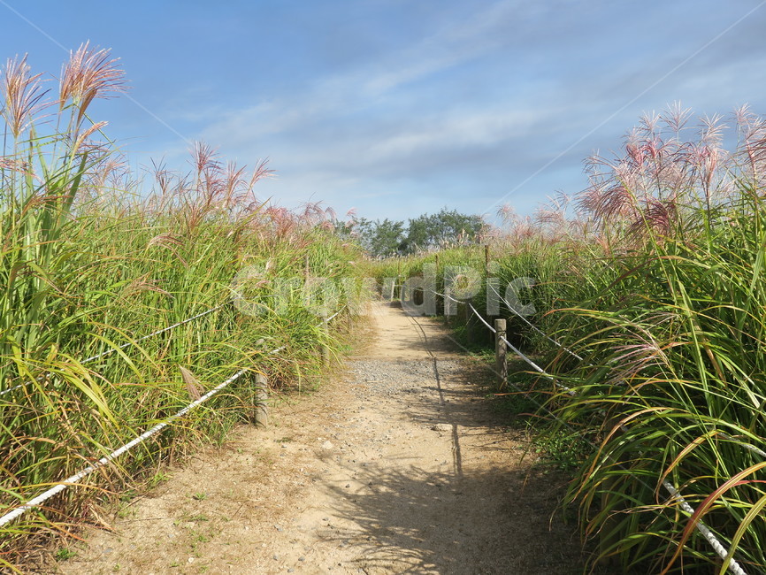 흙길,바닥,길,하늘,갈대,식물,자연,plants,nature
