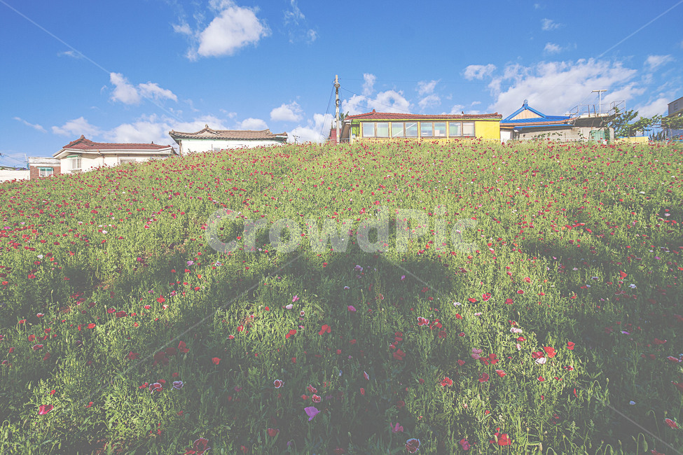풍경,자연,구름,하늘,마을,배다리마을,꽃밭,양귀비꽃밭,landscape,cloud,sky,town,flowergarden,hut