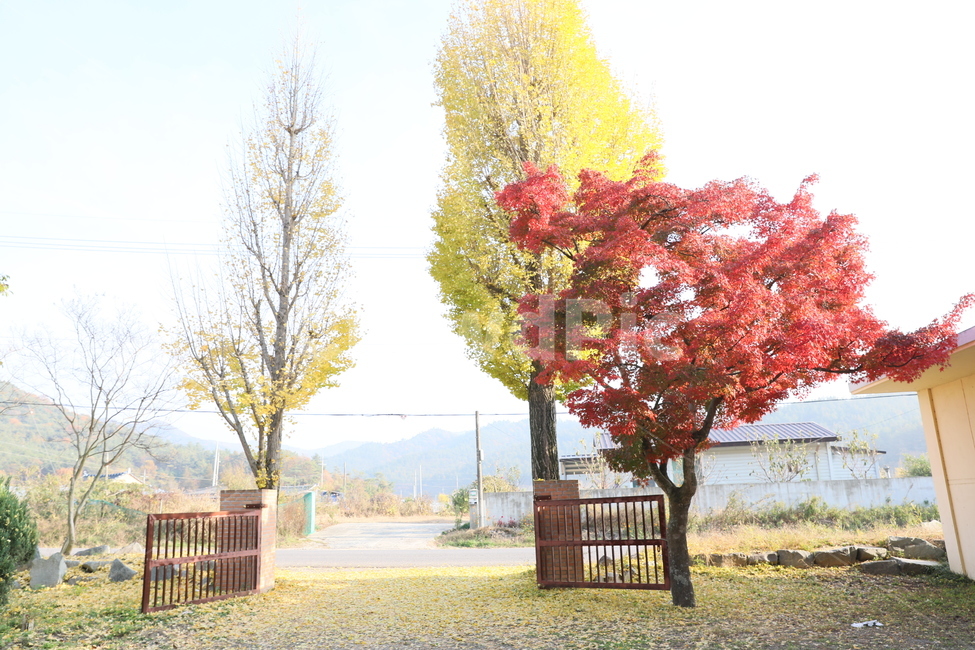분교,교정,단풍,가을,풍경,가을,계절,fall,autumn,season,식물,자연,plants,nature,나무,trees,wood,tree,plant,maple