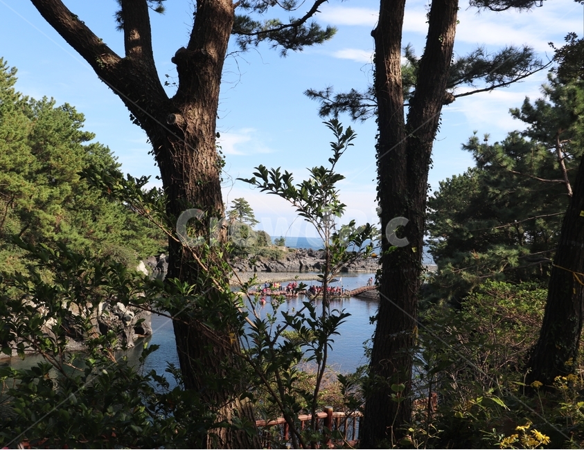 tree,나무,plant,식물,treetrunk,나무줄기,초록색