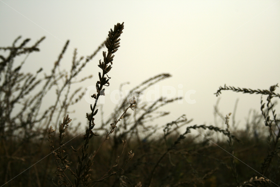 풀,그림자,가을,하늘,식물,식물,자연,plants,nature