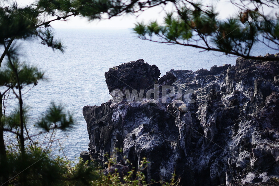 해안,절벽,주상절리,columnarjoint,seashorecliff,자연,풍경,nature,landscape,한국자연풍경,한국자연경관,korea nature landscape,tree,나무,plant,식물,promontory,곶,outdoors,옥외