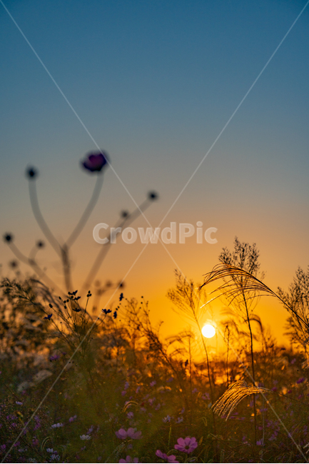 억새,flamegrass,silvergrass,일몰,sunset,sundown,식물,빛,light,자연,자연,풍경,nature,landscape,식물,plants
