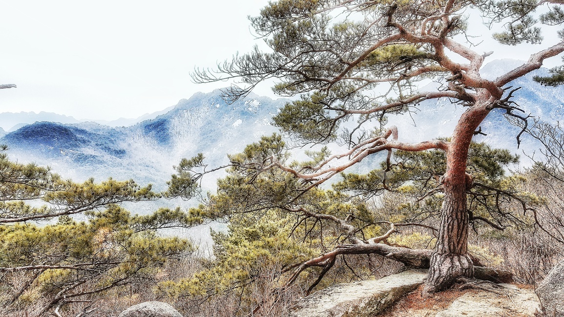 소나무,나무,산,눈,풍경,겨울,자연,겨울풍경,nature,snow,계절,winter,season,landscape,설산,초록,설경,한국자연풍경,한국자연경관,koreanaturelandscape,자연,풍경,nature,landscape,한국자연풍경,한국자연경관,korea nature landscape,plant,식물,tree