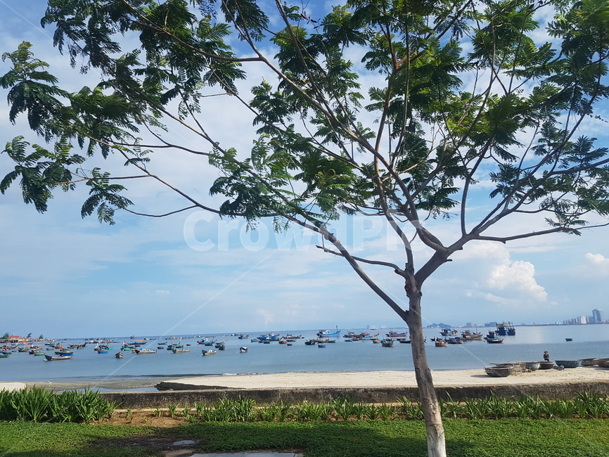 나무,풍경,하늘,들판,바다,tree,cloud,sky,sea,outside,nature,ocean,배경,자연,야외,해외,구름,푸른,파란,초록,낮,오전